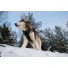 Arnés de entrenamiento para perros Truelove Country - TLH5651
