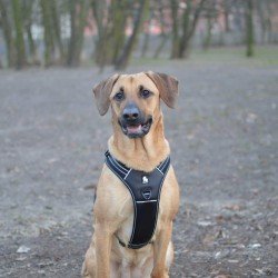 Arnés para perros Truelove Forest - TLH5551