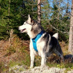 Arnés para perros Truelove Forest - TLH5551
