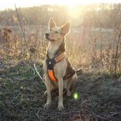 Arnés para perros Truelove Forest - TLH5551