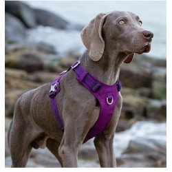 Arnés para perros Truelove Colorado - TLH6281