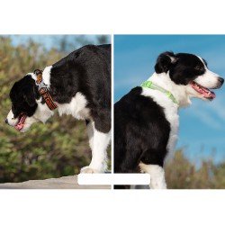 Truelove Flux + Collar - TLC5272