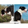 Truelove Flux + Collar - TLC5272