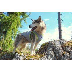 Chaqueta Truelove Summer Sun para perros - TLG2511